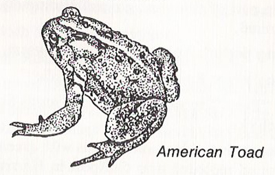 American toad (Bufo americanus)