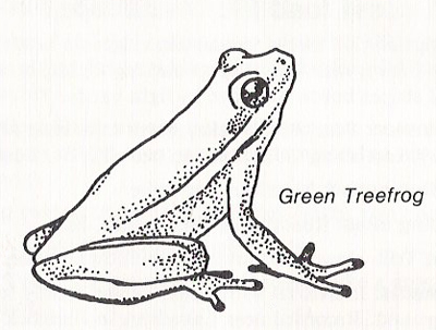 Green treefrog (Hyla cinerea)