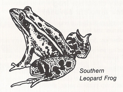 Southern leopard frog (Rana sphenocephala)