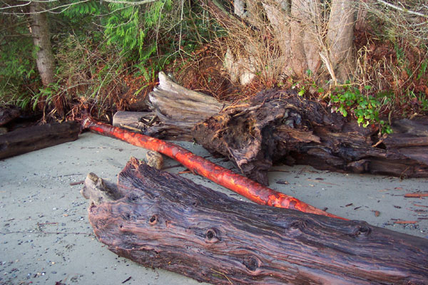 Wood on the beach