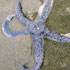 Starfish
