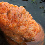 Sea cuke