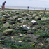 Low tide