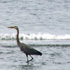 Three herons