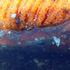 Sea cuke