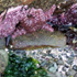 Starfish