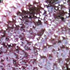 Starfish