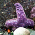 Starfish