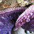 Starfish
