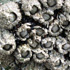 Barnacles