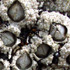 Barnacles